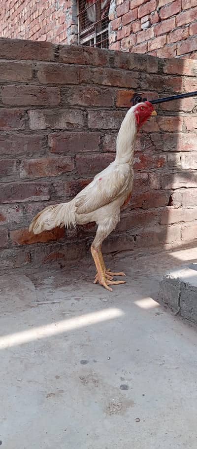 White oh Shamo Male