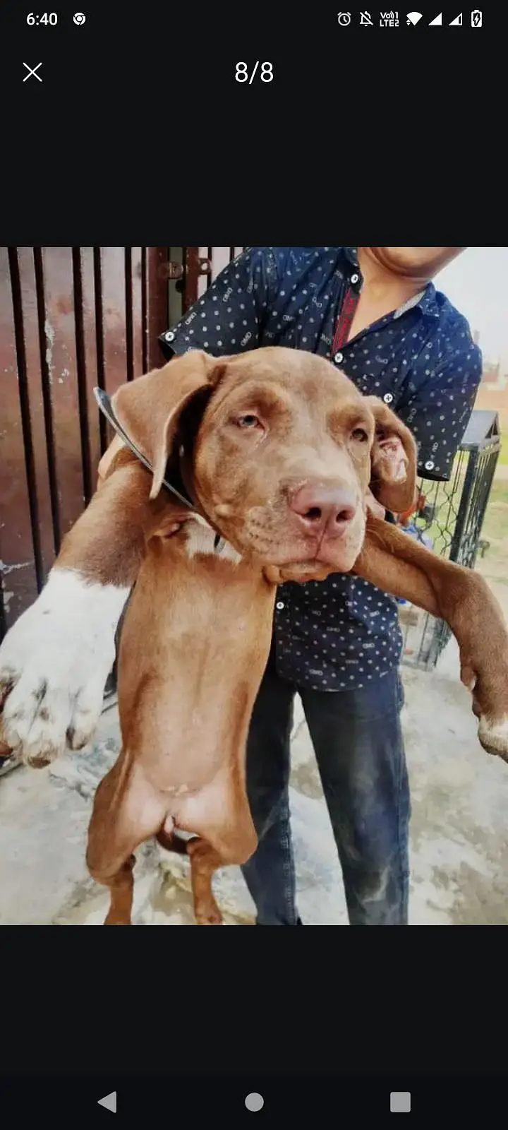pitbull female dog — photo 5