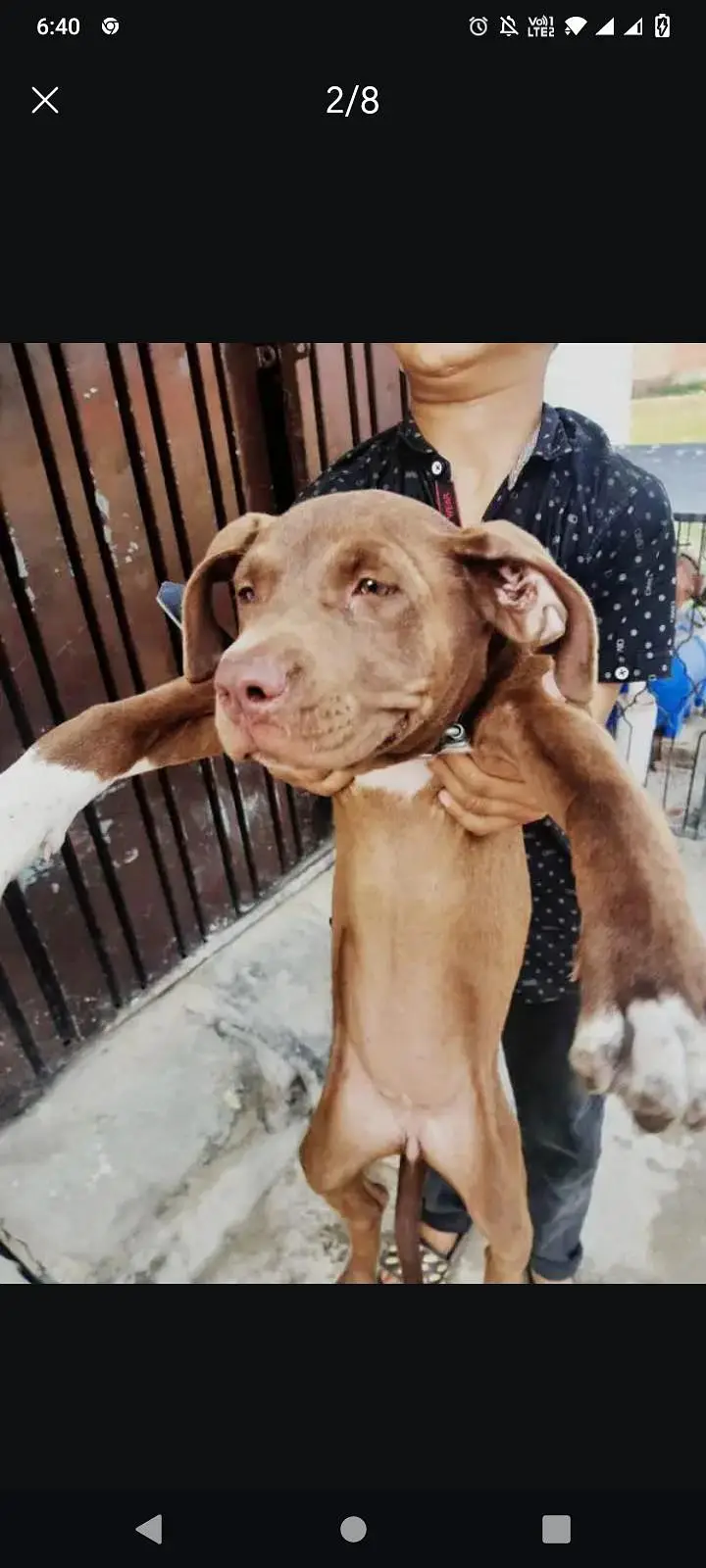 pitbull female dog — photo 6