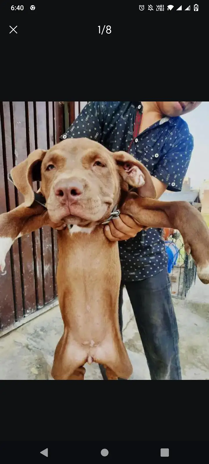 pitbull female dog — photo 7