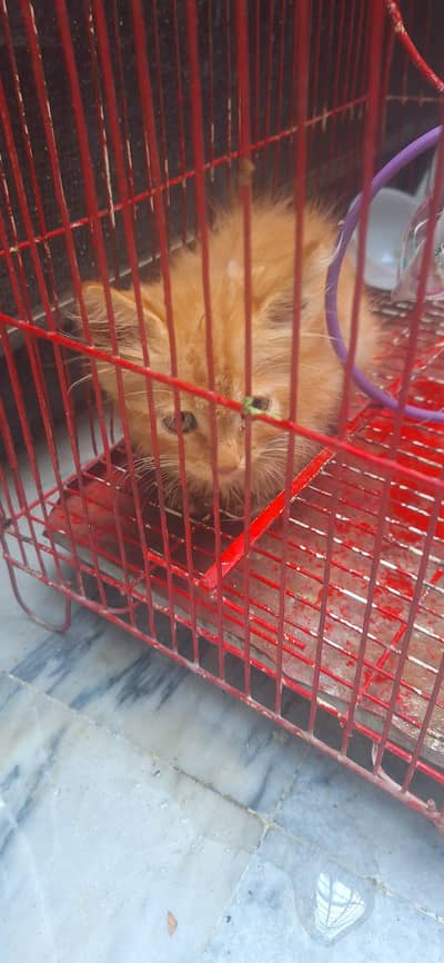 persian brown