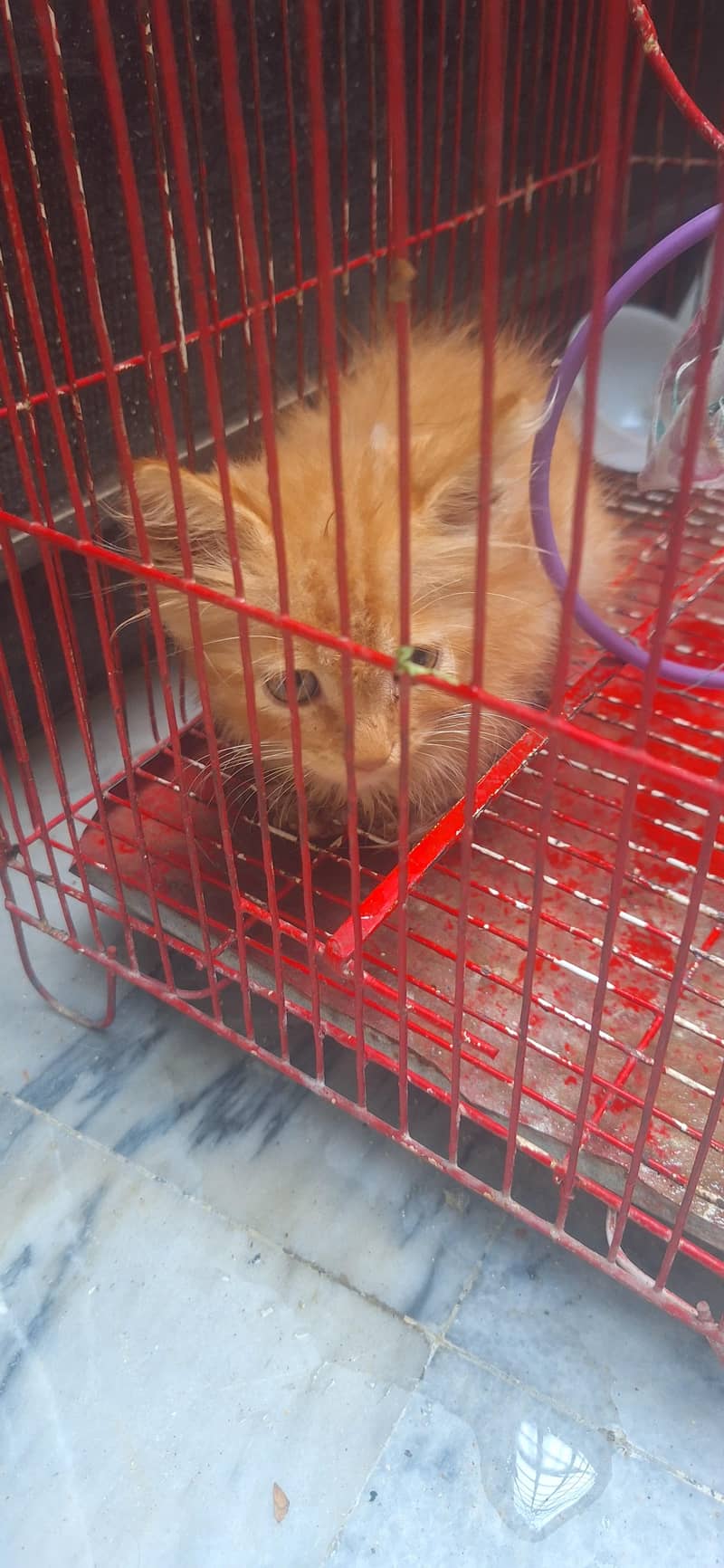persian brown 0
