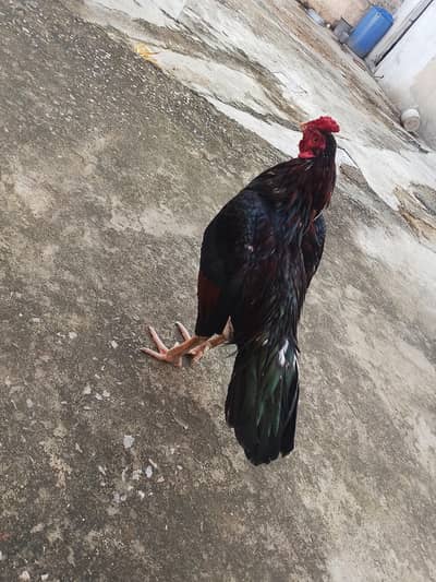 Pure Aseel Murga 2 Year - For Sale Islamabad