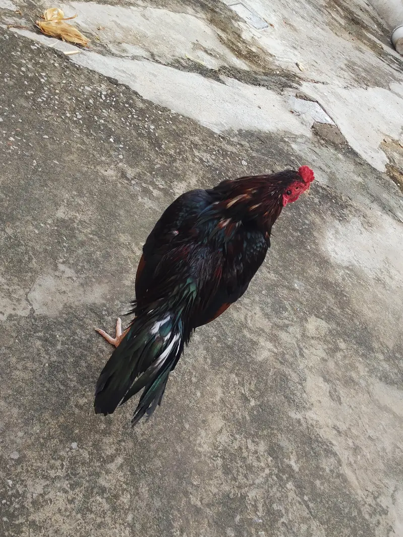 Pure Aseel Murga 2 Year - For Sale Islamabad — photo 2