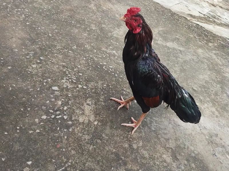Pure Aseel Murga 2 Year - For Sale Islamabad — photo 3