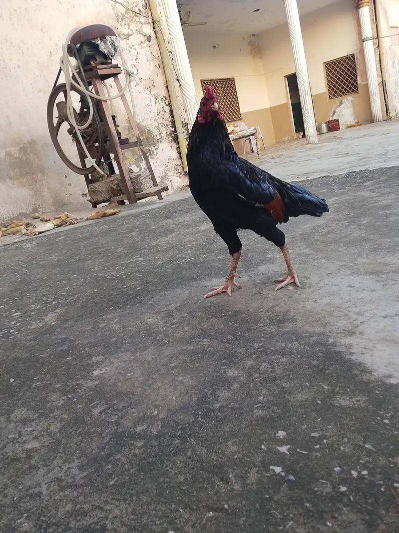 Pure Aseel Murga 2 Year - For Sale Islamabad — photo 5