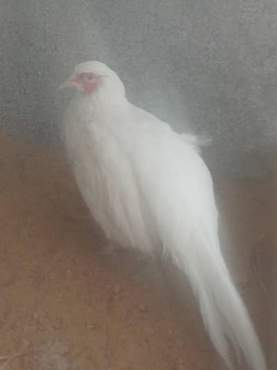 white and piefbeautiful birds for sell