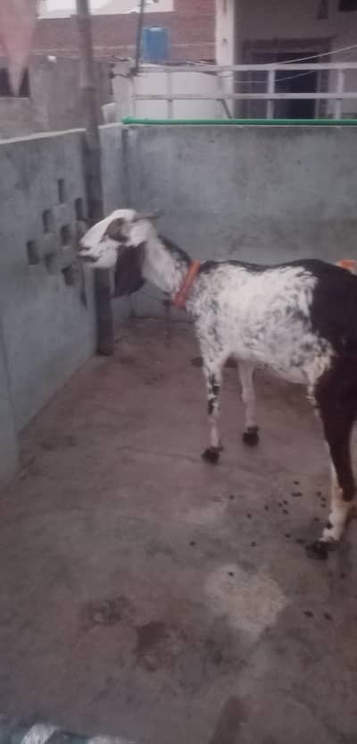 top qulaity Desi Goat for sale | دیسی بکری |  Home Breed Female