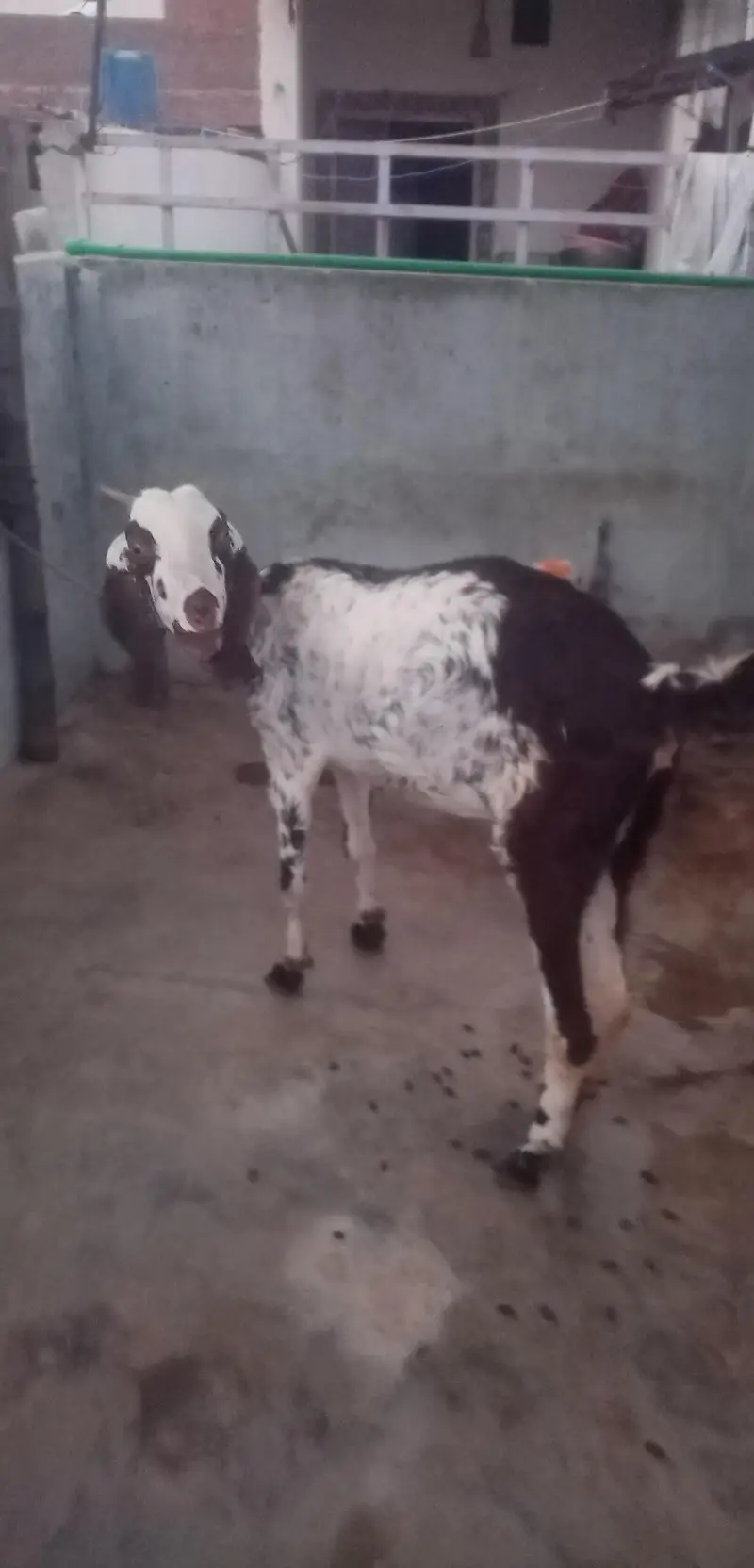 top qulaity Desi Goat for sale | دیسی بکری |  Home Breed Female — photo 2