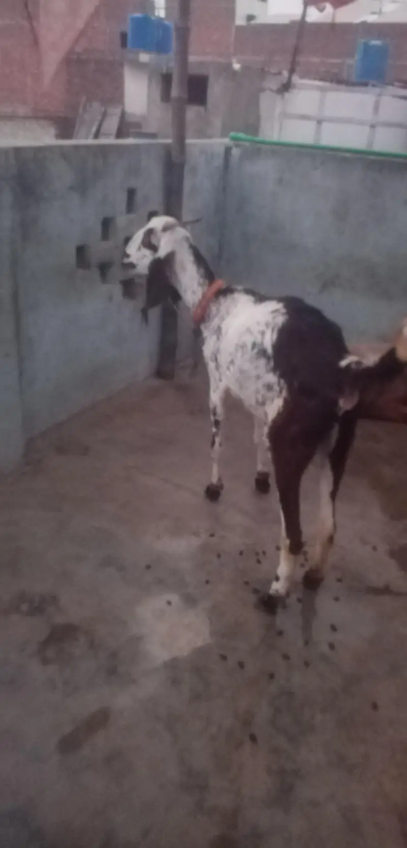 top qulaity Desi Goat for sale | دیسی بکری |  Home Breed Female — photo 3