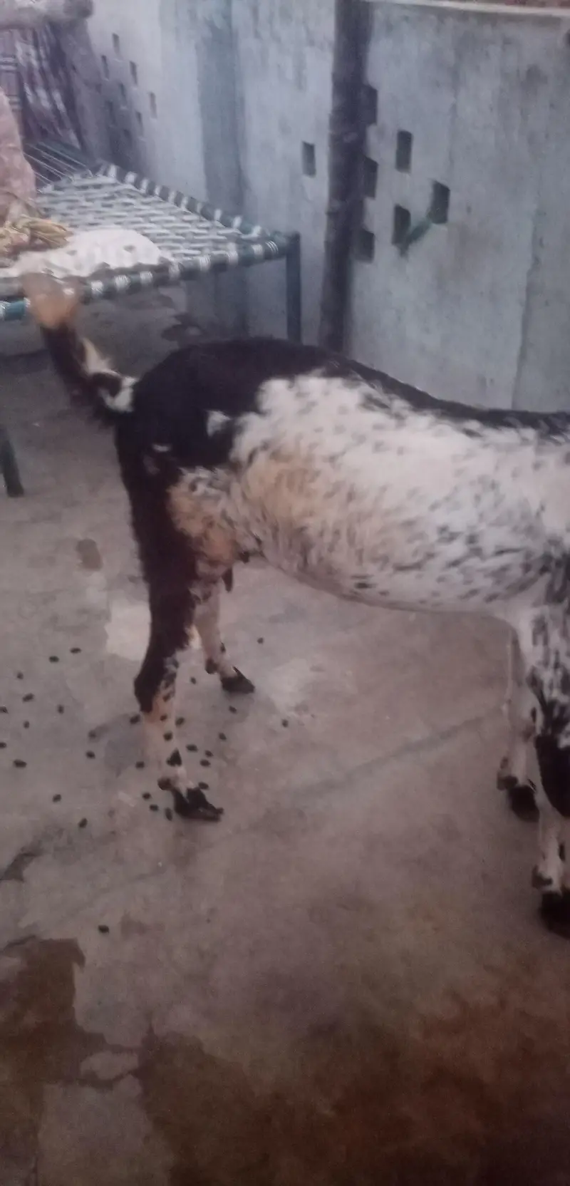 top qulaity Desi Goat for sale | دیسی بکری |  Home Breed Female — photo 4