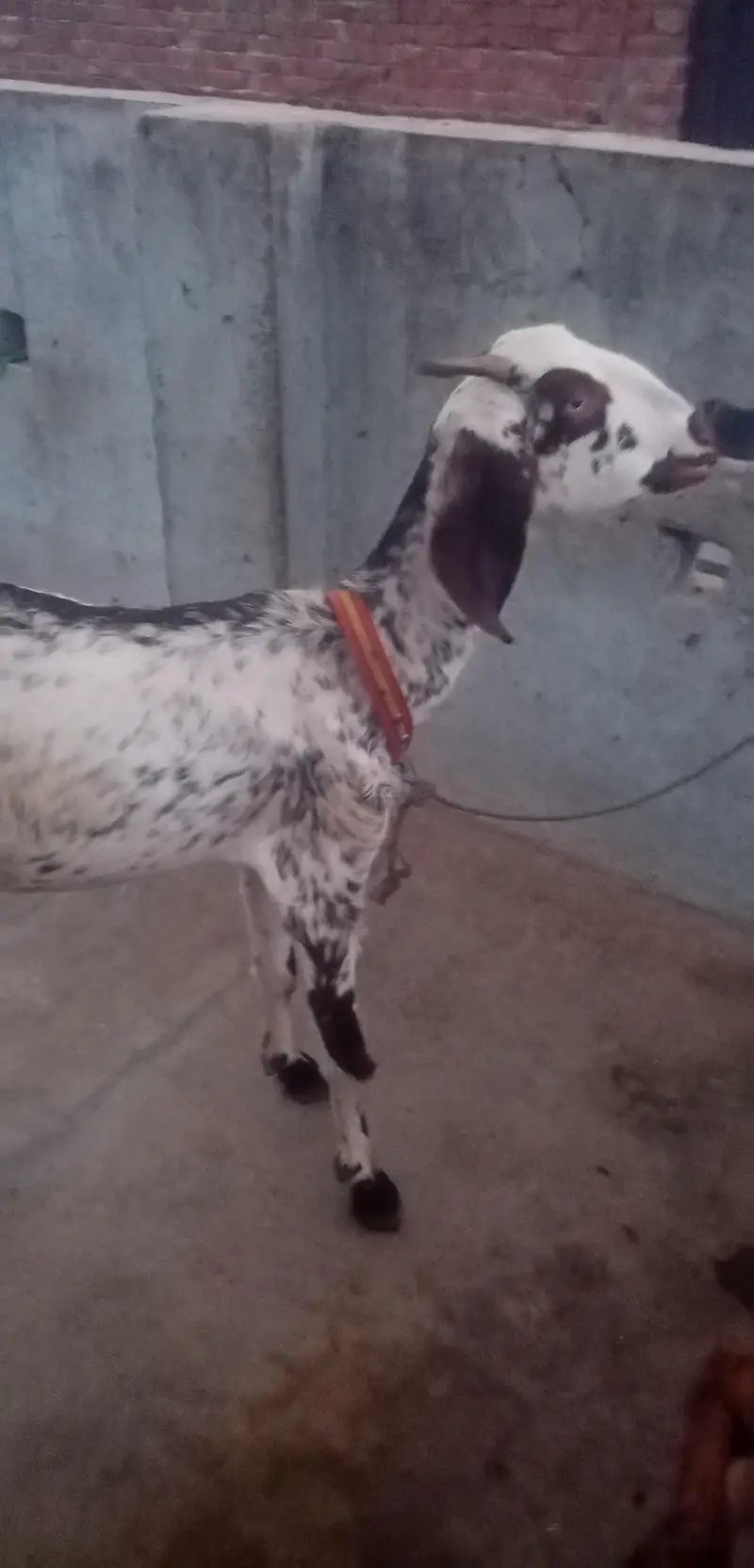 top qulaity Desi Goat for sale | دیسی بکری |  Home Breed Female — photo 5
