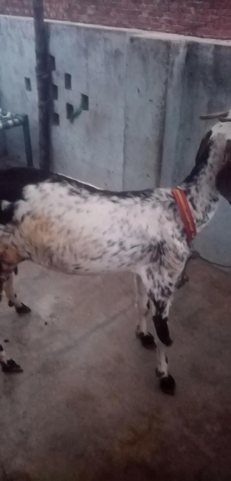 top qulaity Desi Goat for sale | دیسی بکری |  Home Breed Female — photo 6