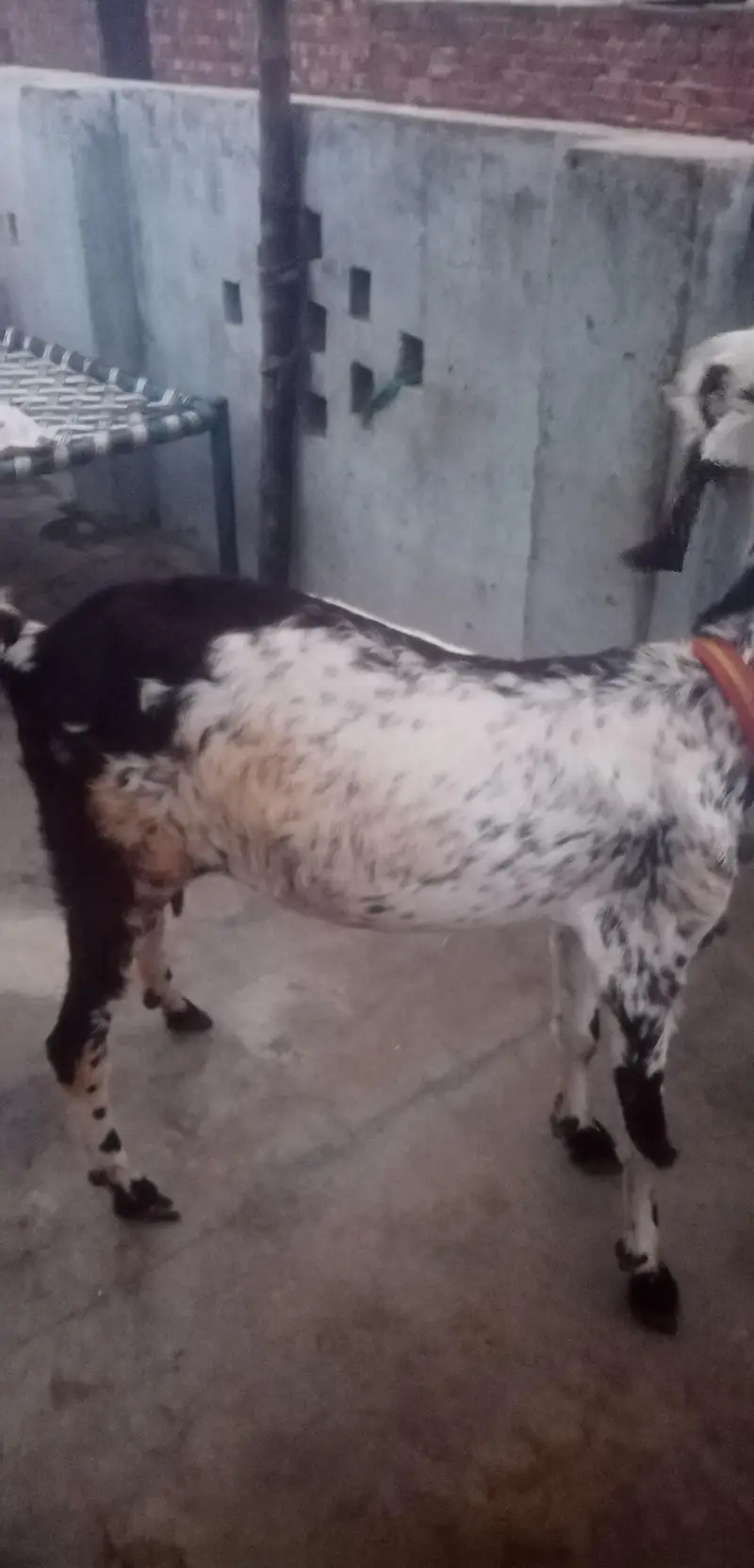 top qulaity Desi Goat for sale | دیسی بکری |  Home Breed Female — photo 7