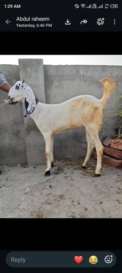 female path for sale
