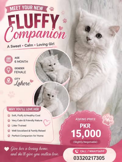 Beautiful White Persian Female Cat