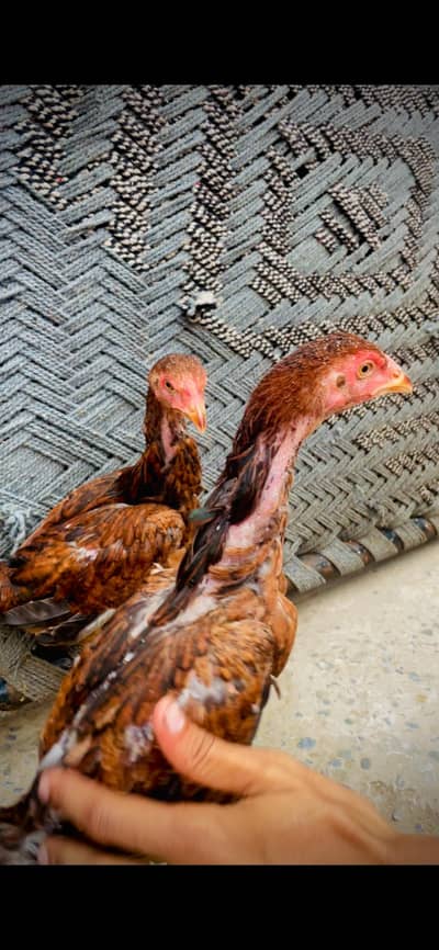 hent pair for sale long hight pure blood line 03476015102
