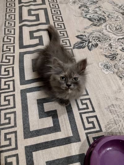 Persian Female kitten for sale