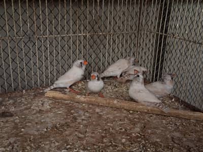 Finches Available