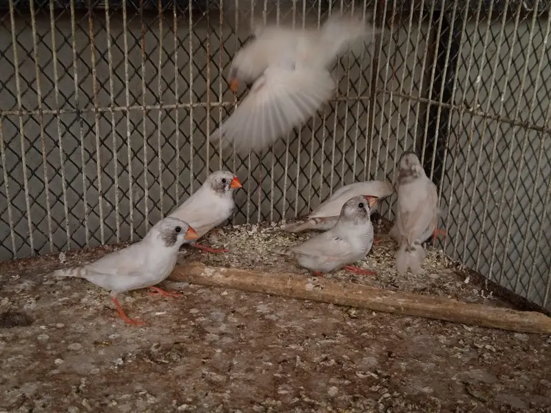 Finches Available — photo 2