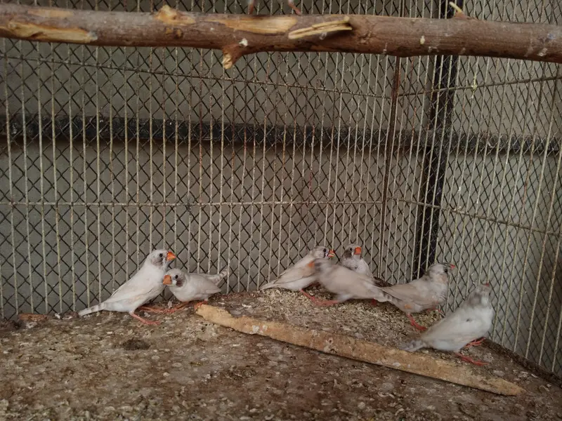 Finches Available — photo 3