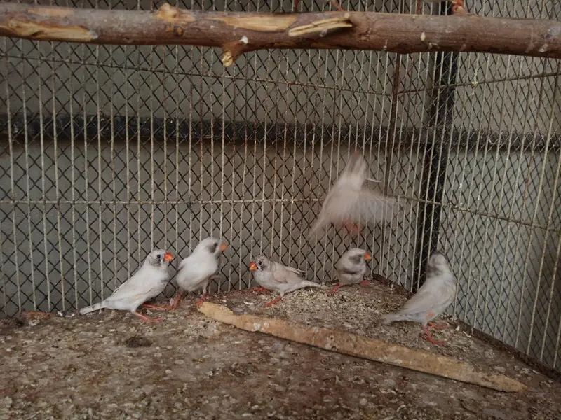 Finches Available — photo 4