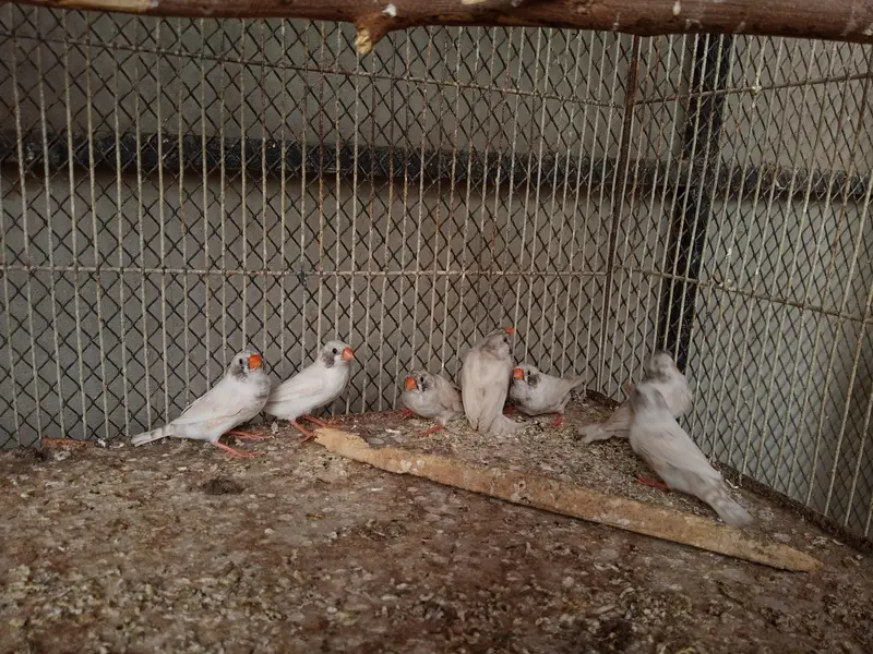 Finches Available — photo 5
