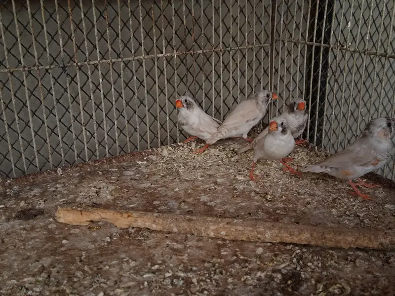 Finches Available — photo 6