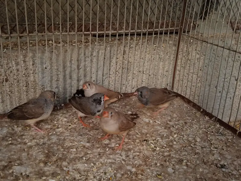 Finches Available — photo 7
