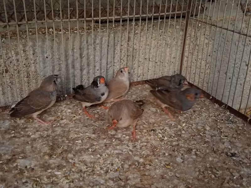 Finches Available — photo 8