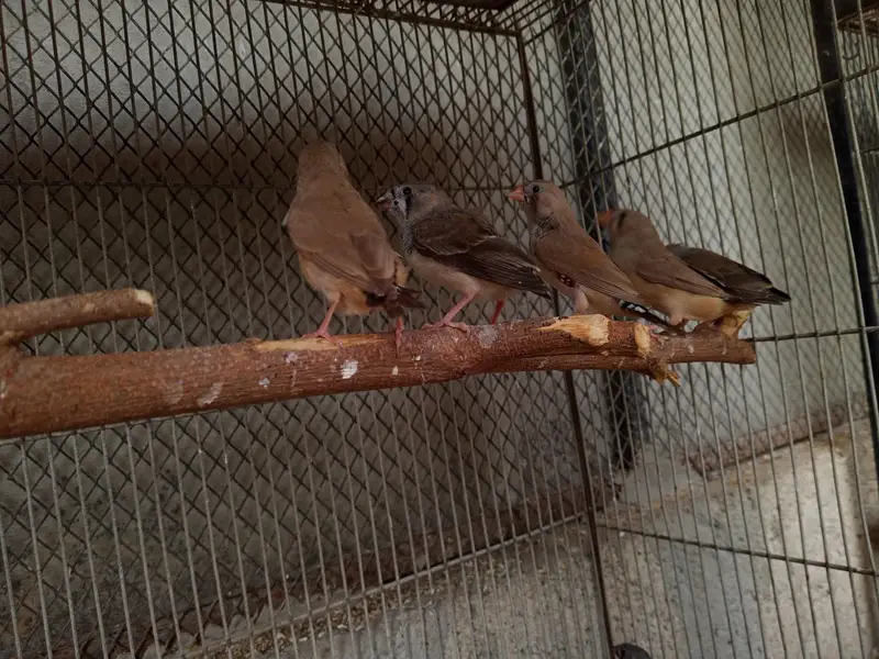 Finches Available — photo 9