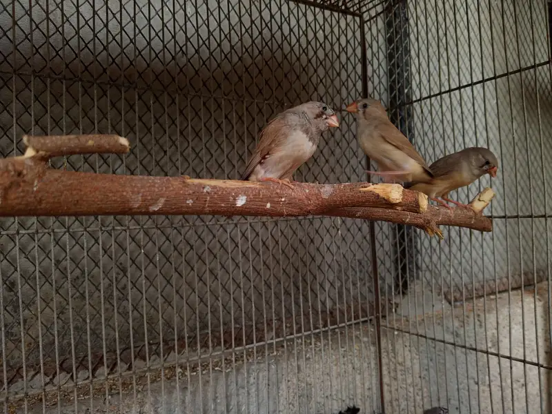 Finches Available — photo 10