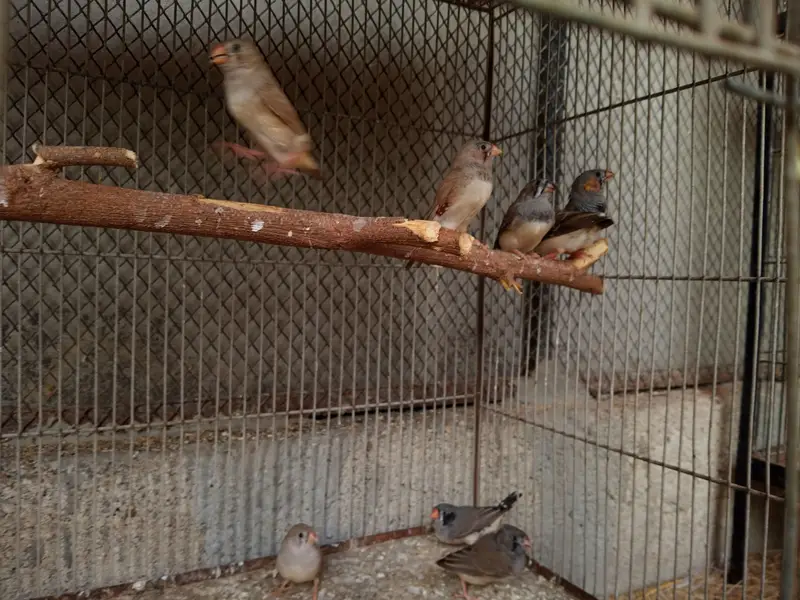 Finches Available — photo 11