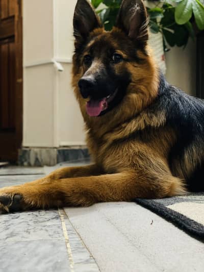 Female German Shepherd Long Coat