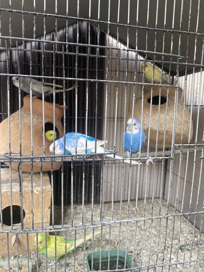 Birds and cage for sale