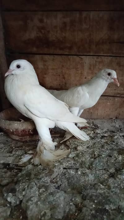Pomorian Chix pair