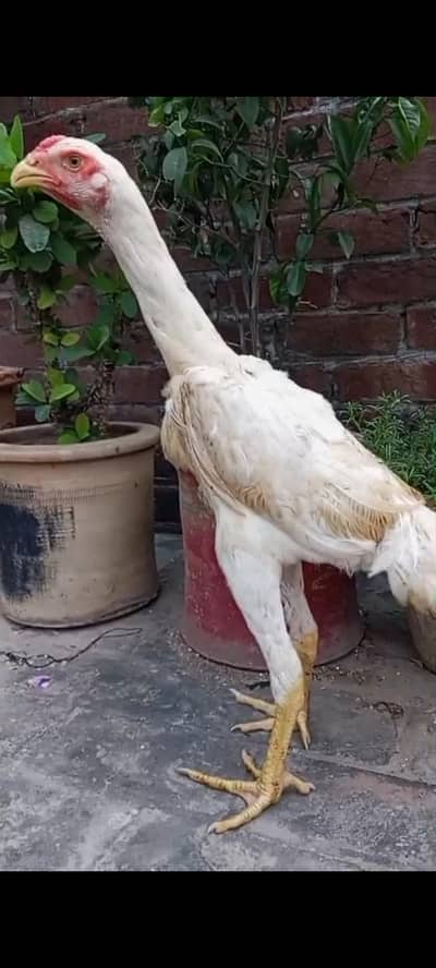 White Oh shamo male female