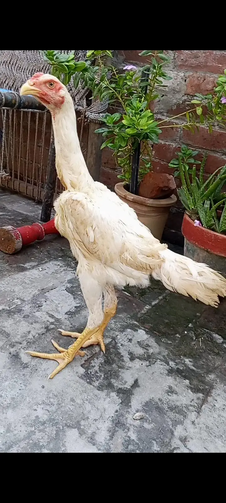 White Oh shamo male female — photo 8