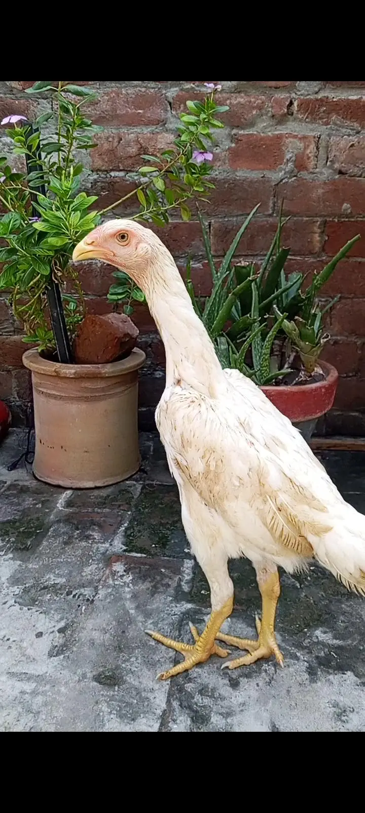 White Oh shamo male female — photo 9