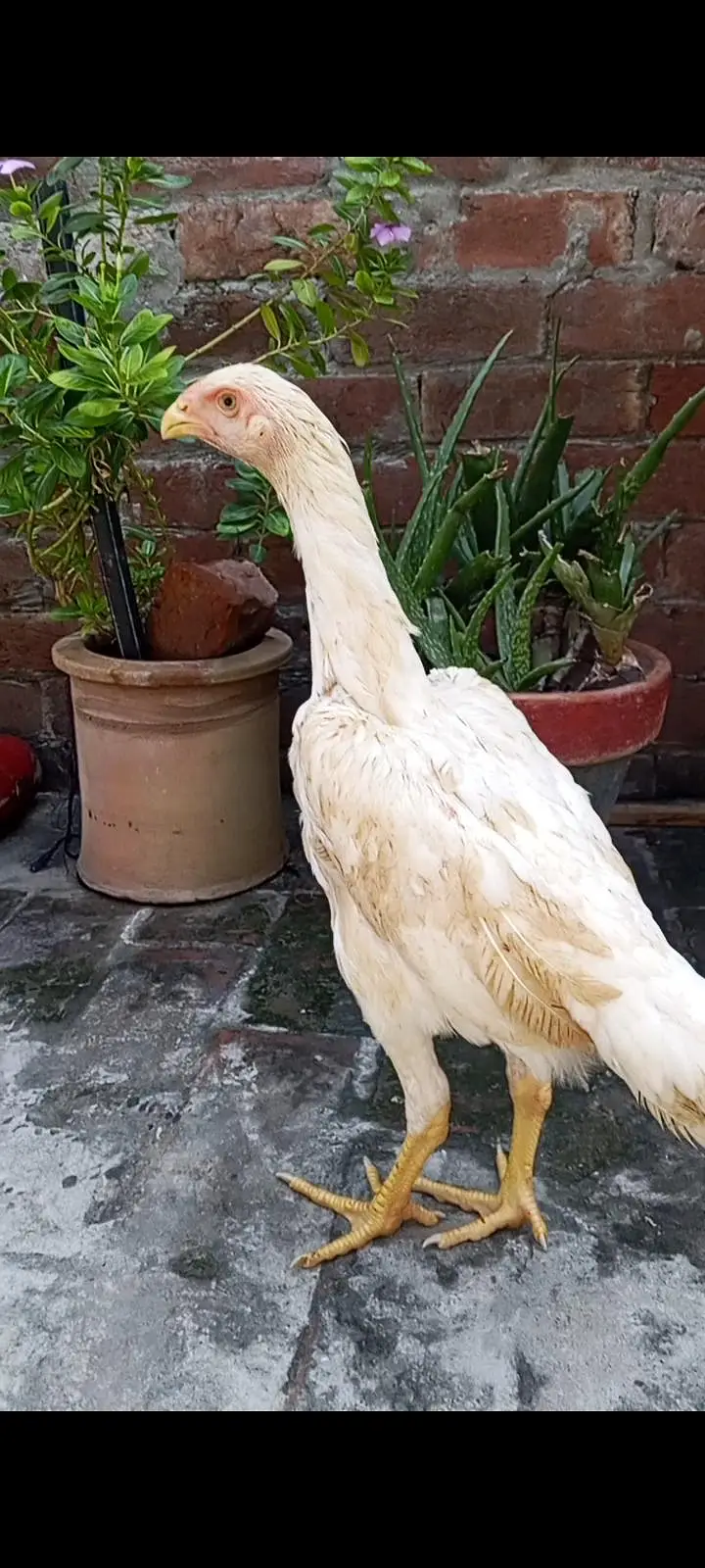 White Oh shamo male female — photo 10