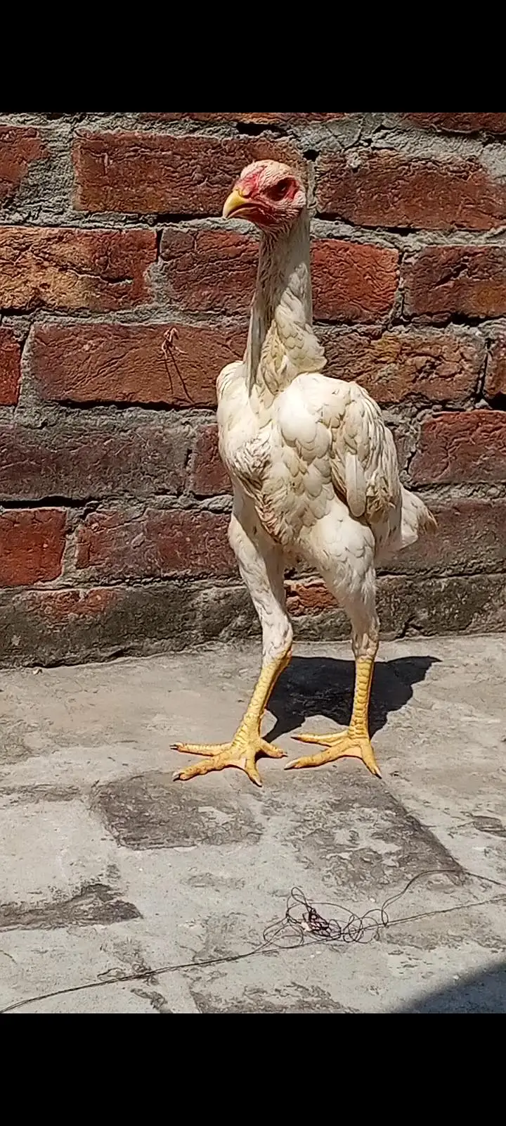 White Oh shamo male female — photo 12