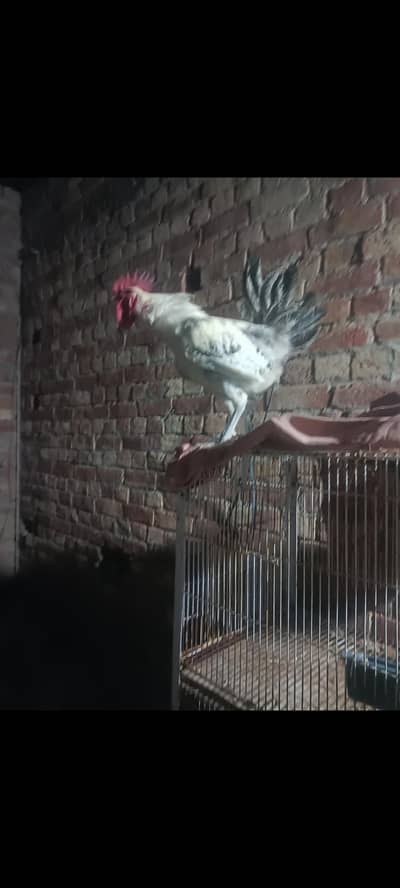 goldan misri desi fomi pair