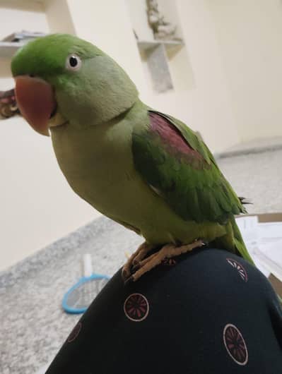RAW PARROT FULL JAMBO SIZE fully hand tame 03203469138