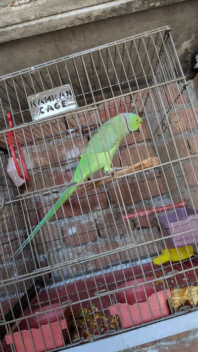 green ringnack parrot for sale full breeder
