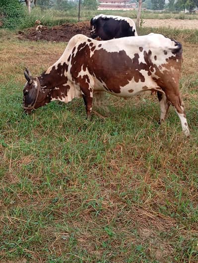 Desi cow