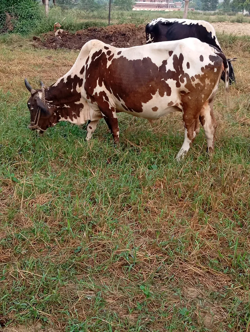 Desi cow — photo 2