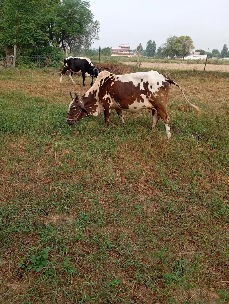 Desi cow — photo 3