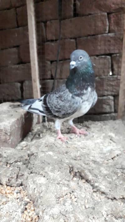 chat wala pure