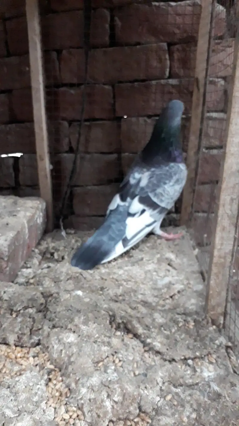 chat wala pure — photo 2