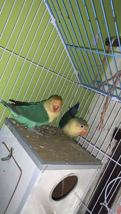 lovebirds breed pair